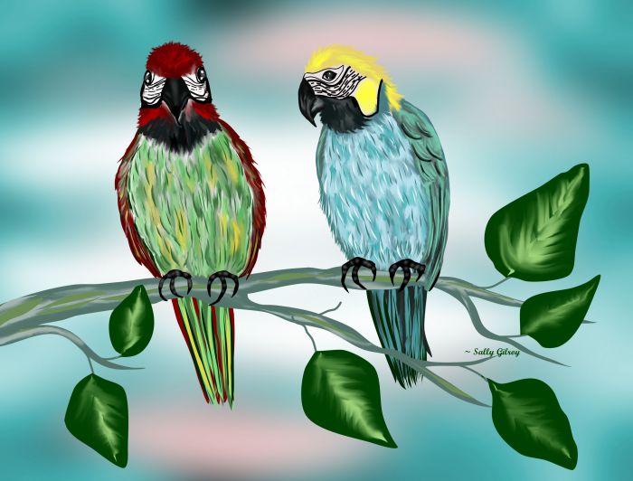 Mortie and Mattie Macaw by Sally Gilroy